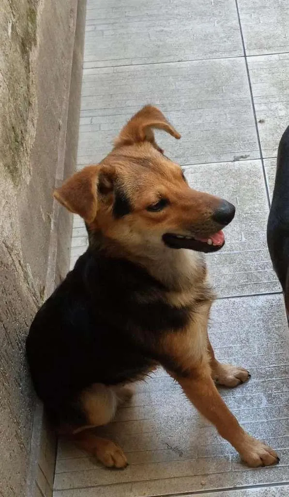 Cachorro raça SRD-ViraLata idade 7 a 11 meses nome Pingo