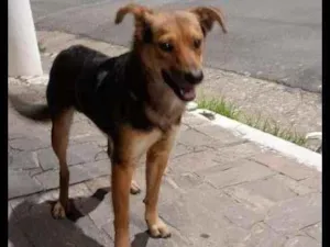 Cachorro raça SRD-ViraLata idade 7 a 11 meses nome Pingo