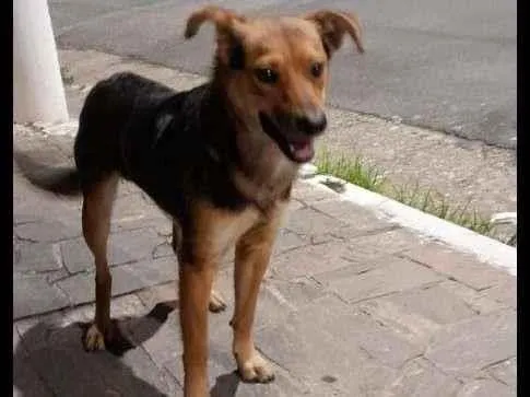 Cachorro raça SRD-ViraLata idade 7 a 11 meses nome Pingo