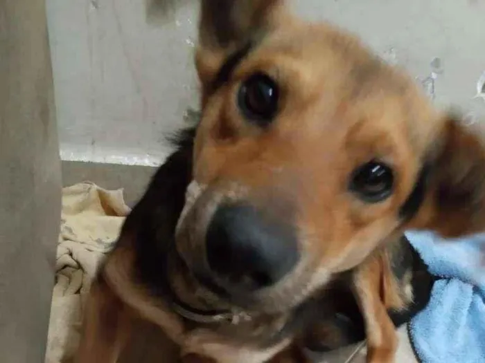 Cachorro raça SRD-ViraLata idade 7 a 11 meses nome Pingo