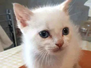 Gato raça  idade Abaixo de 2 meses nome Filhotes Eliana 