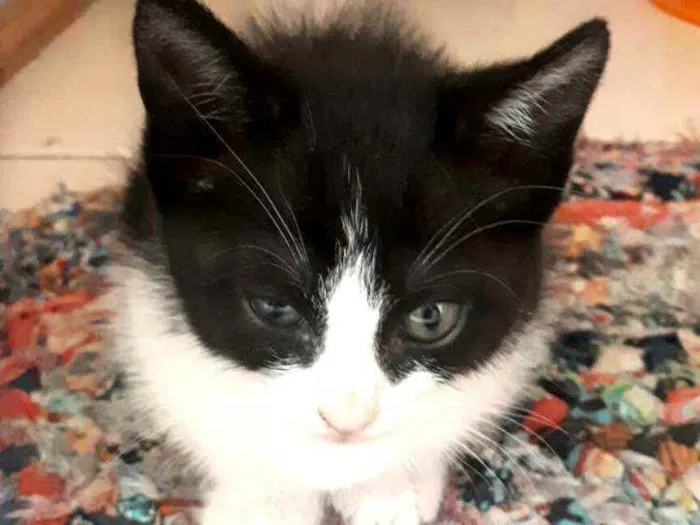 Gato raça  idade Abaixo de 2 meses nome Filhotes Eliana 