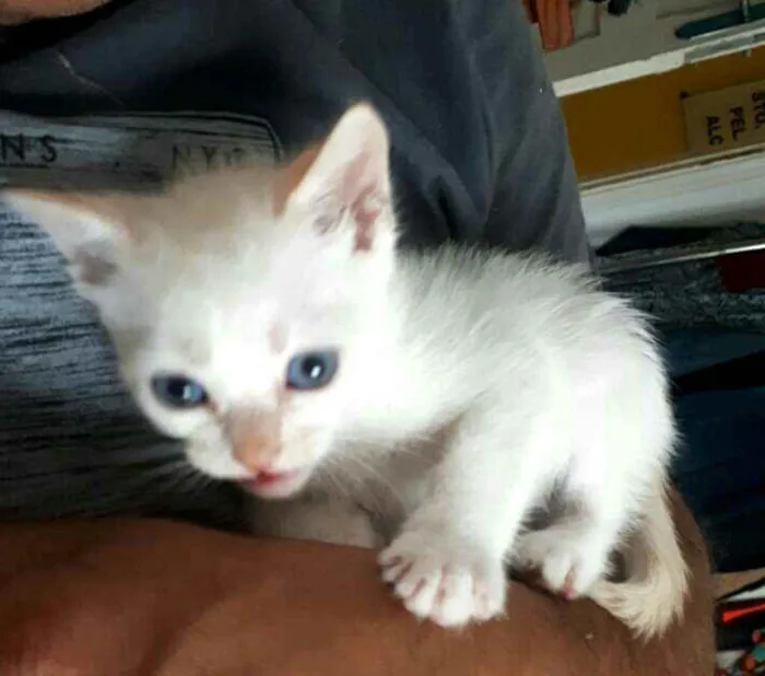 Gato raça  idade Abaixo de 2 meses nome Filhotes Eliana 