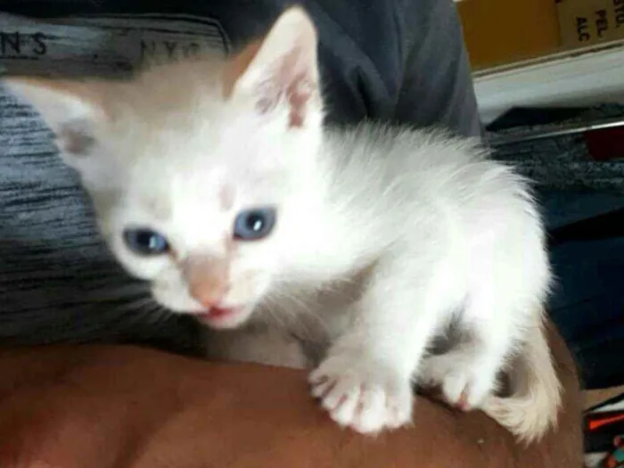 Gato raça  idade Abaixo de 2 meses nome Filhotes Eliana 