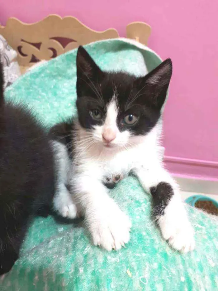 Gato raça  idade Abaixo de 2 meses nome Filhotes Eliana 