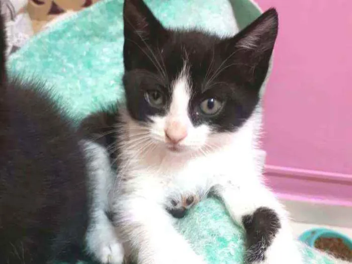 Gato raça  idade Abaixo de 2 meses nome Filhotes Eliana 