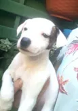 Cachorro raça  idade 2 a 6 meses nome Filhotes D.Jane 