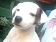 Cachorro raça  idade 2 a 6 meses nome Filhotes D.Jane 