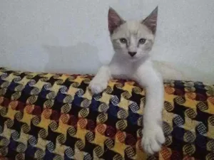 Gato raça Gato idade 2 a 6 meses nome Nino