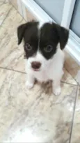 Cachorro raça  idade 2 a 6 meses nome Filhotes D.Jane 