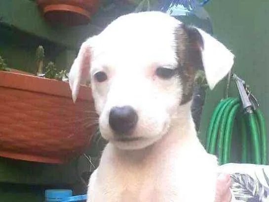 Cachorro raça  idade 2 a 6 meses nome Filhotes D.Jane 