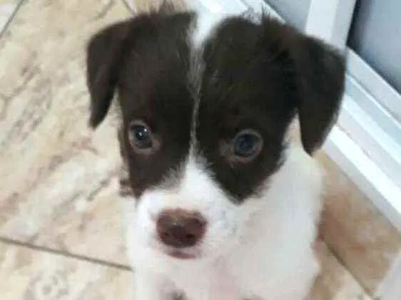 Cachorro raça  idade 2 a 6 meses nome Filhotes D.Jane 