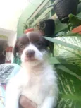 Cachorro raça  idade 2 a 6 meses nome Filhotes D.Jane 