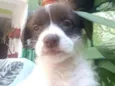 Cachorro raça  idade 2 a 6 meses nome Filhotes D.Jane 