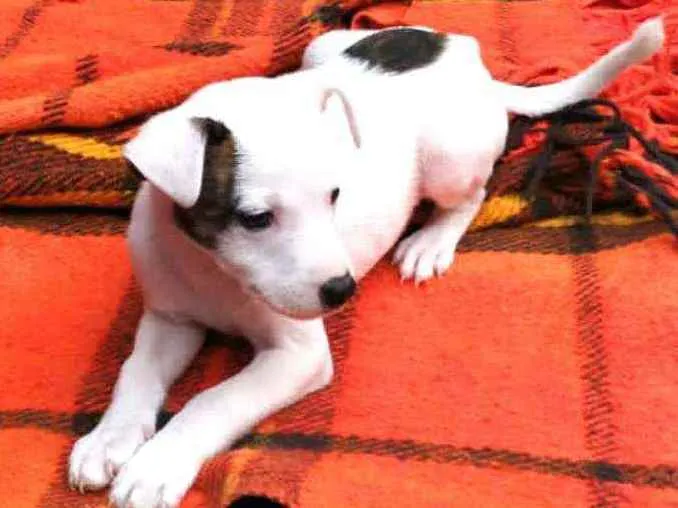 Cachorro raça  idade 2 a 6 meses nome Filhotes D.Jane 