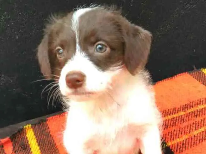 Cachorro raça  idade 2 a 6 meses nome Filhotes D.Jane 