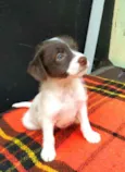 Cachorro raça  idade 2 a 6 meses nome Filhotes D.Jane 
