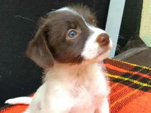 Cachorro raça  idade 2 a 6 meses nome Filhotes D.Jane 