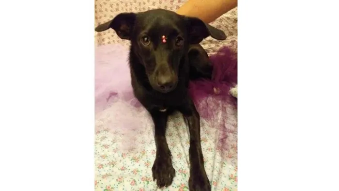 Cachorro ra a SRD-ViraLata idade 7 a 11 meses nome Lua