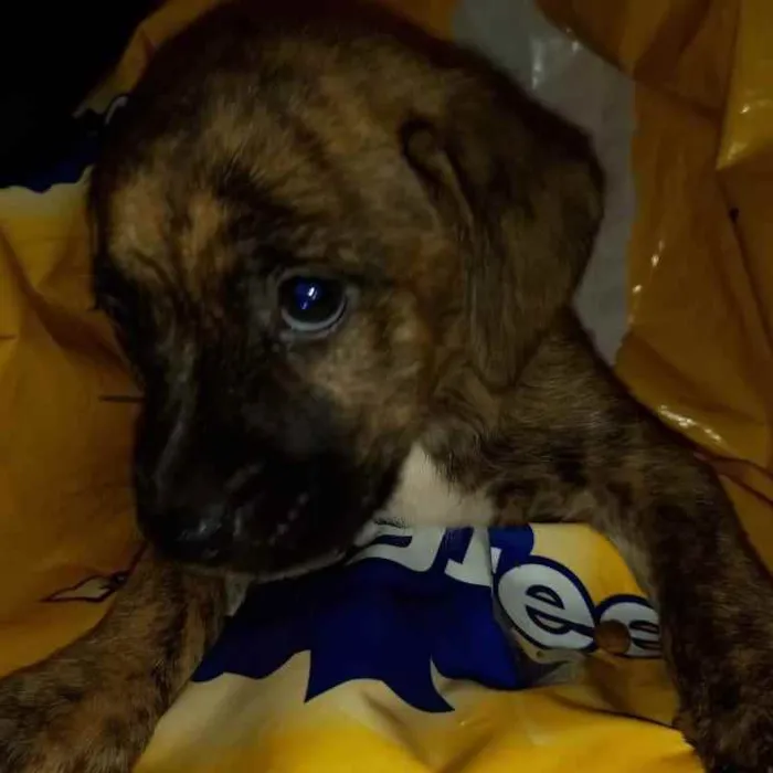 Cachorro raça SRD idade 2 a 6 meses nome Zezinho