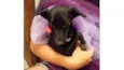 Lua
