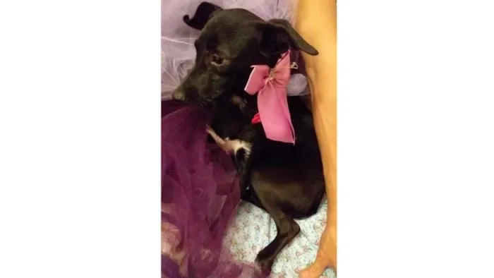 Cachorro ra a SRD-ViraLata idade 7 a 11 meses nome Lua