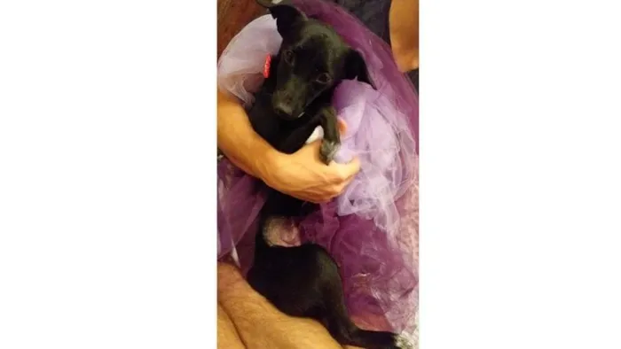 Cachorro ra a SRD-ViraLata idade 7 a 11 meses nome Lua