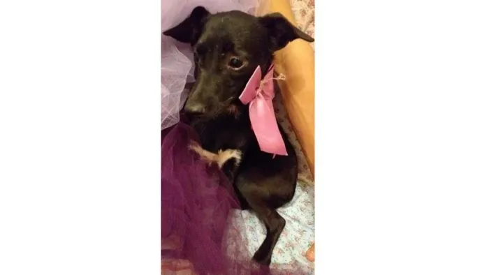 Cachorro ra a SRD-ViraLata idade 7 a 11 meses nome Lua