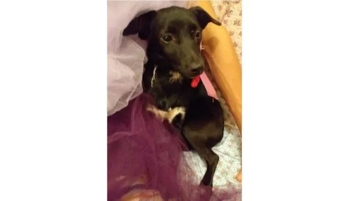 Cachorro ra a SRD-ViraLata idade 7 a 11 meses nome Lua