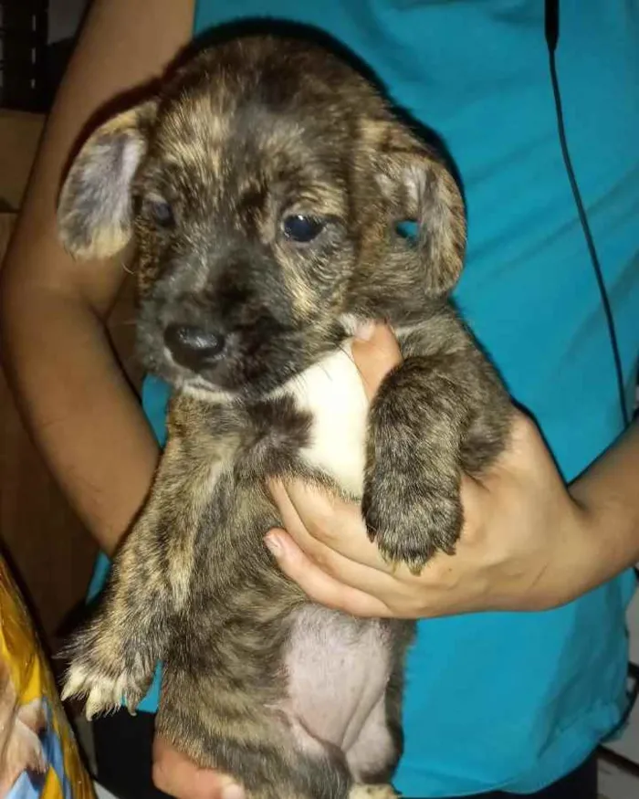 Cachorro raça SRD idade 2 a 6 meses nome Bela