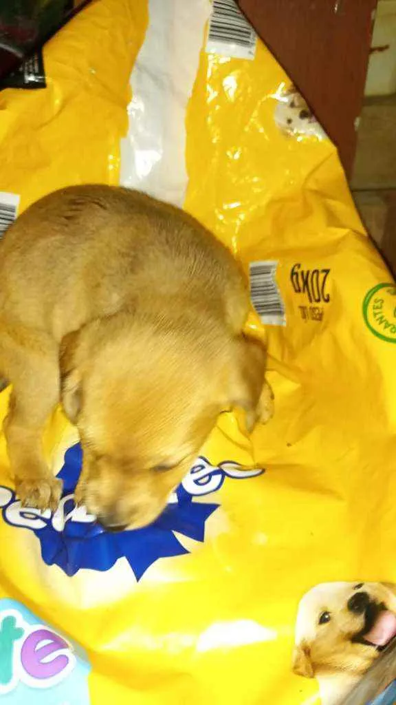 Cachorro raça SRD idade 2 a 6 meses nome Leona