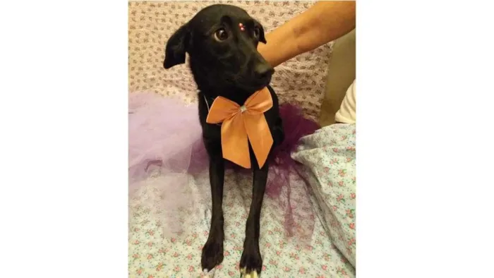 Cachorro ra a SRD-ViraLata idade 7 a 11 meses nome Laura