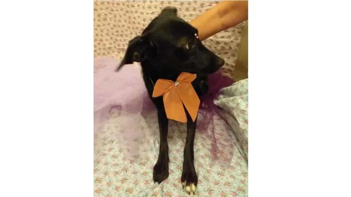 Cachorro ra a SRD-ViraLata idade 7 a 11 meses nome Laura