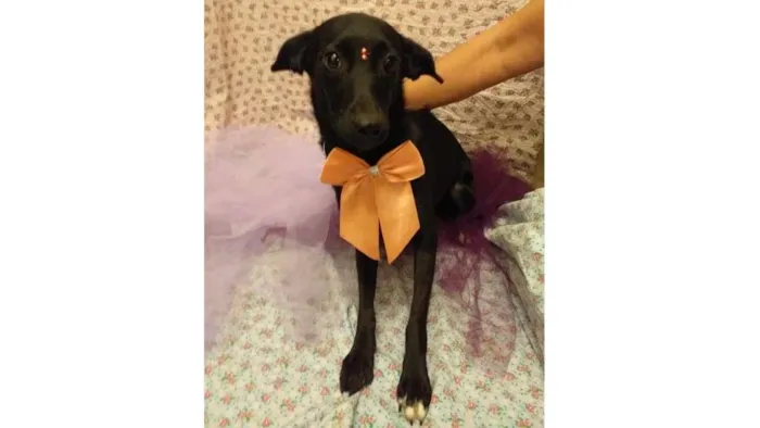 Cachorro ra a SRD-ViraLata idade 7 a 11 meses nome Laura