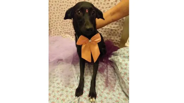 Cachorro ra a SRD-ViraLata idade 7 a 11 meses nome Laura