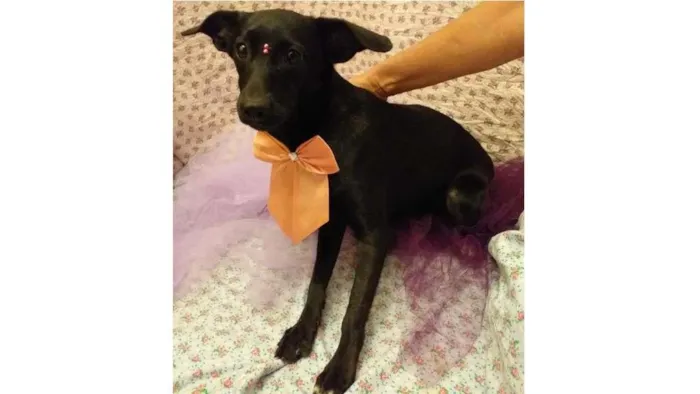 Cachorro ra a SRD-ViraLata idade 7 a 11 meses nome Laura