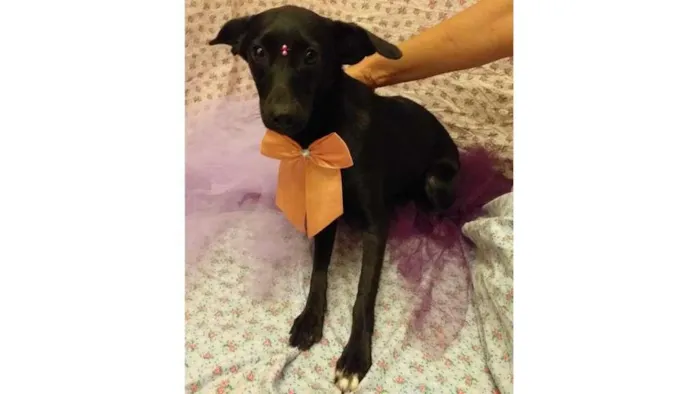 Cachorro ra a SRD-ViraLata idade 7 a 11 meses nome Laura