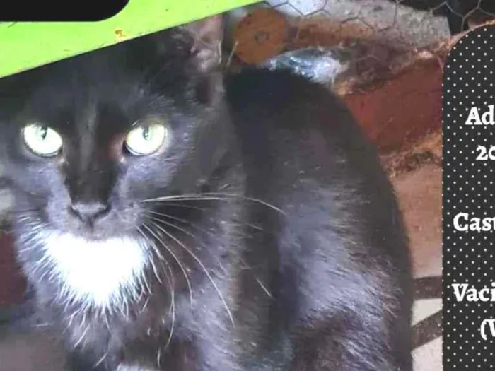 Gato raça SRD-ViraLata idade 1 ano nome TININHA