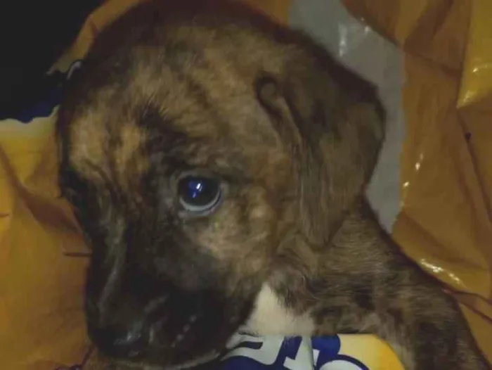 Cachorro raça SRD idade 2 a 6 meses nome Zezinho