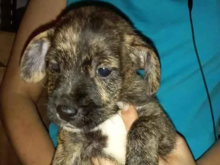 Cachorro raça SRD idade 2 a 6 meses nome Bela