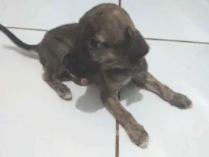 Cachorro raça Vira-lata idade Abaixo de 2 meses nome Sem nome
