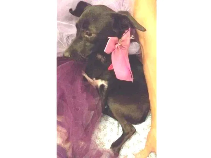 Cachorro ra a SRD-ViraLata idade 7 a 11 meses nome Lua
