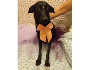 Cachorro raça SRD-ViraLata idade 7 a 11 meses nome Laura