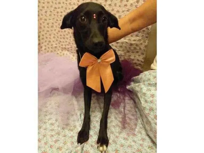 Cachorro ra a SRD-ViraLata idade 7 a 11 meses nome Laura