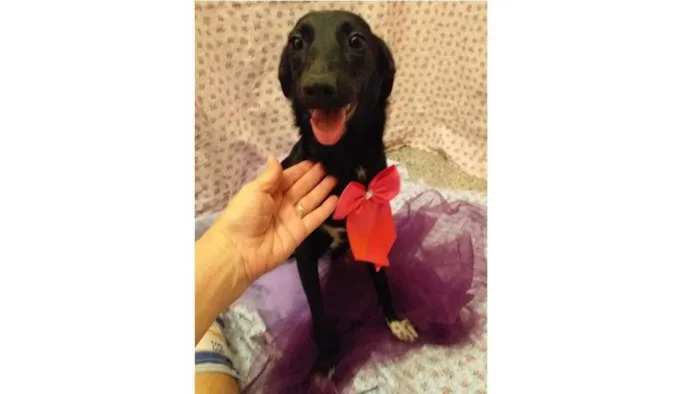 Cachorro ra a SRD-ViraLata idade 7 a 11 meses nome Luana