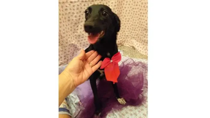 Cachorro ra a SRD-ViraLata idade 7 a 11 meses nome Luana