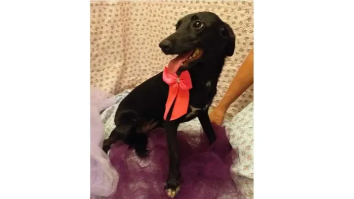 Cachorro ra a SRD-ViraLata idade 7 a 11 meses nome Luana