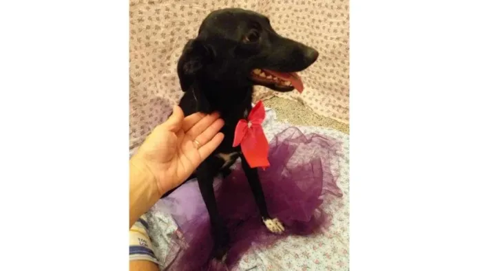 Cachorro ra a SRD-ViraLata idade 7 a 11 meses nome Luana