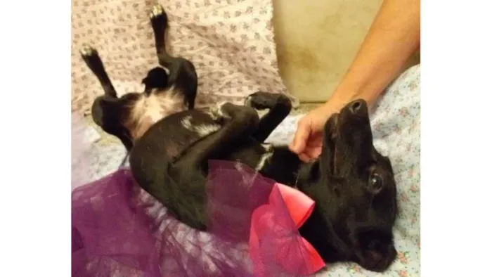Cachorro ra a SRD-ViraLata idade 7 a 11 meses nome Luana