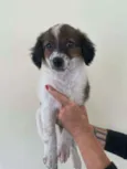 Malu